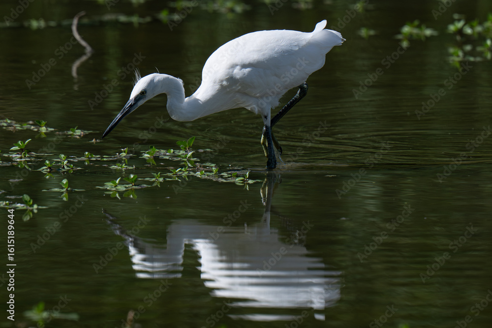 Obraz premium Birdwatching, Uccelli, Risera Naturale, Parma, Wildlife 