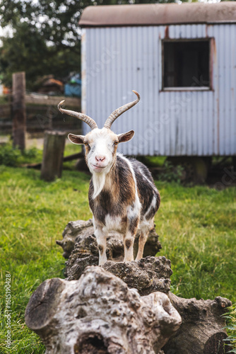Goat on a Farm Photography