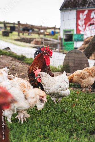 Chickens and Rooster on a Farm