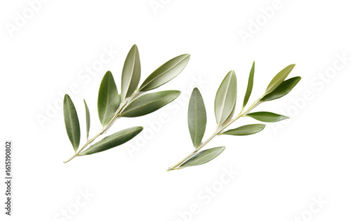 Olive leaf jewelry on white background,png