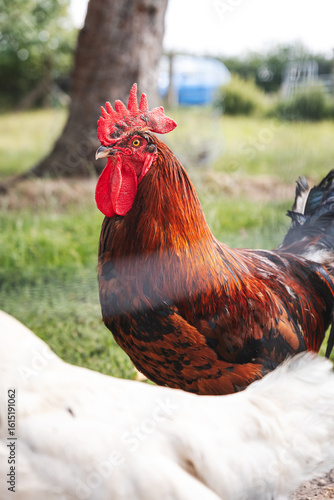 Rooster on a Farm