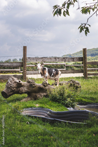Goat on a Farm Photography