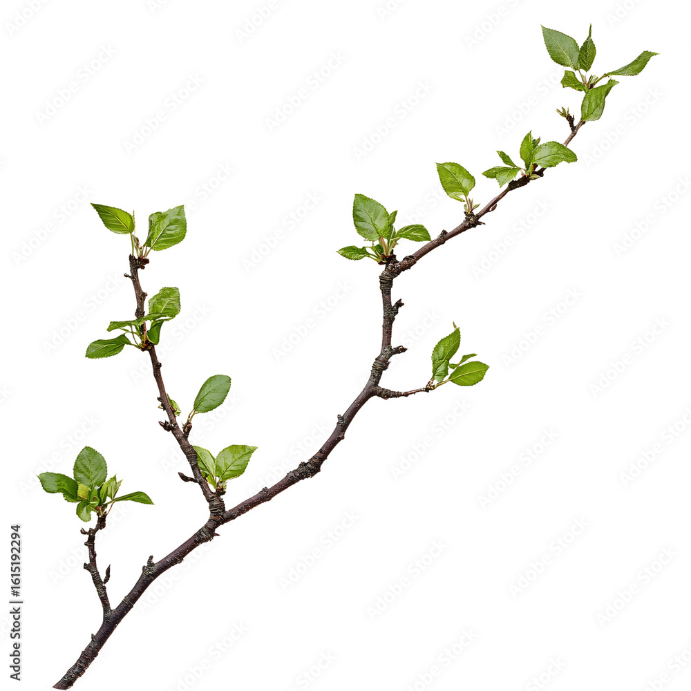 Obraz premium Detailed Tree Twig and Leaves on Transparent Background