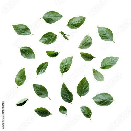 Falling Green Beans Isolated on White Background for Fresh Produce Concept