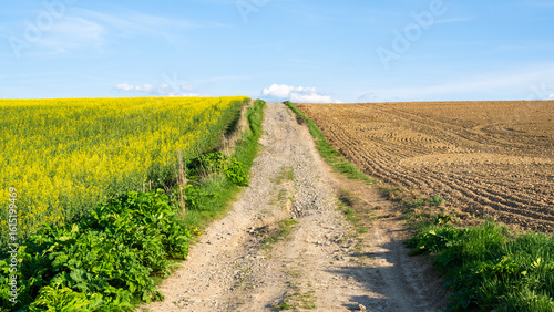 Fototapeta Naklejka Na Ścianę i Meble -  Droga prowadząca przez pola uprawne. Z jednej strony pole rzepaku, z drugiej zaorane pole.