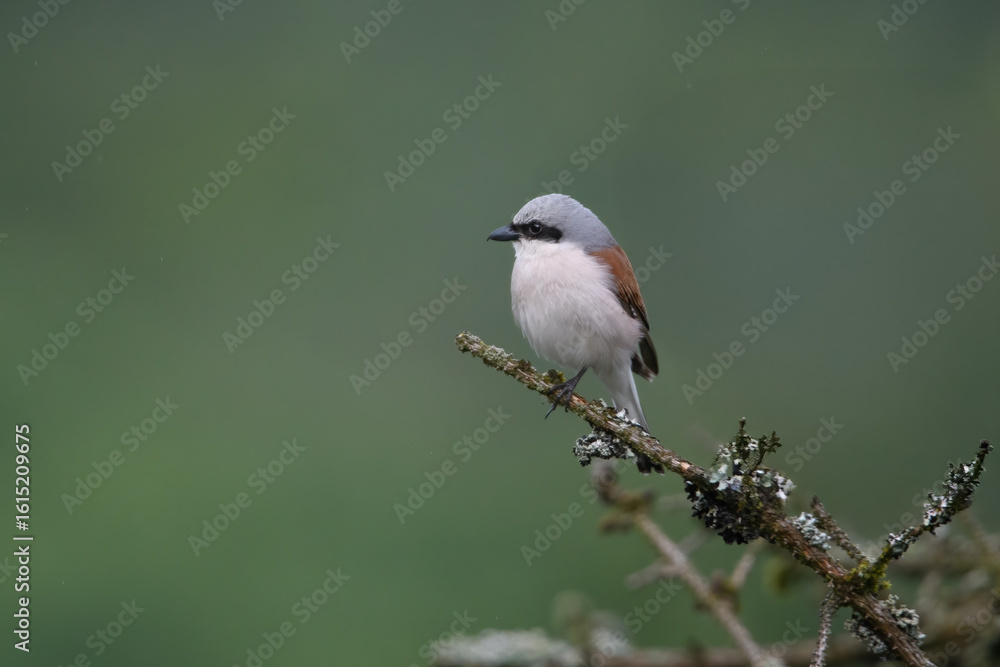 Fototapeta premium Neuntöter