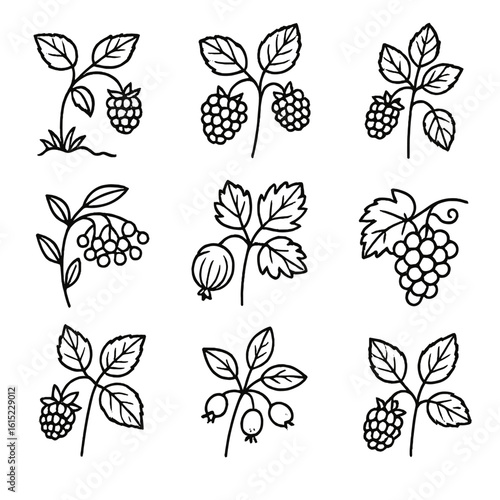 Riparian Berries Icons. Line style icons of Riparian Corridor Berries: riverbank raspberry, blackberry, raspberry, elderberry,
