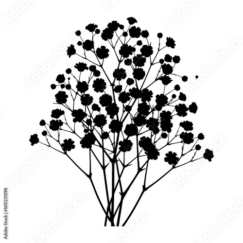 Delicate baby s breath flower silhouette isolated on white background