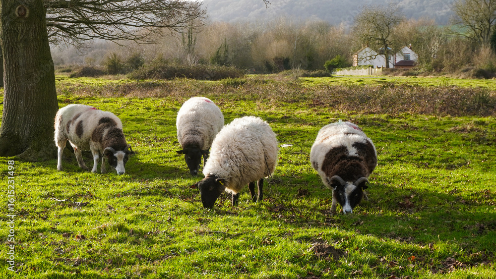 Fototapeta premium Low impact grazing by sheep, for conservation on common land. Castlemorton Common, Malvern Hills, UK