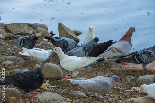 Tableau sur toile Small flock of pigeons pecking on rocky seaside ground under daylight