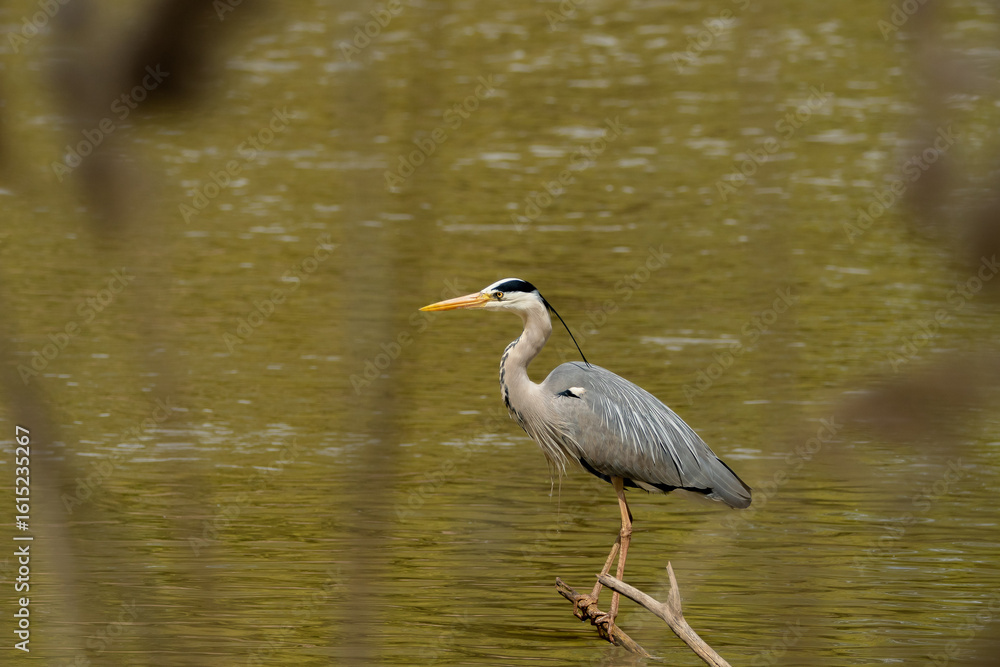 Heron waiting at the river to catch his dinner. Heron waiting at the river to catch his dinner.