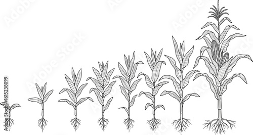 Flat vector cad drawing of corn plant growth stages from seedling to mature maize, with detailed root and leaf development illustration
