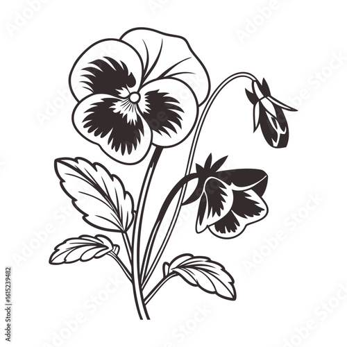 Elegant pansy flower silhouette isolated on white background