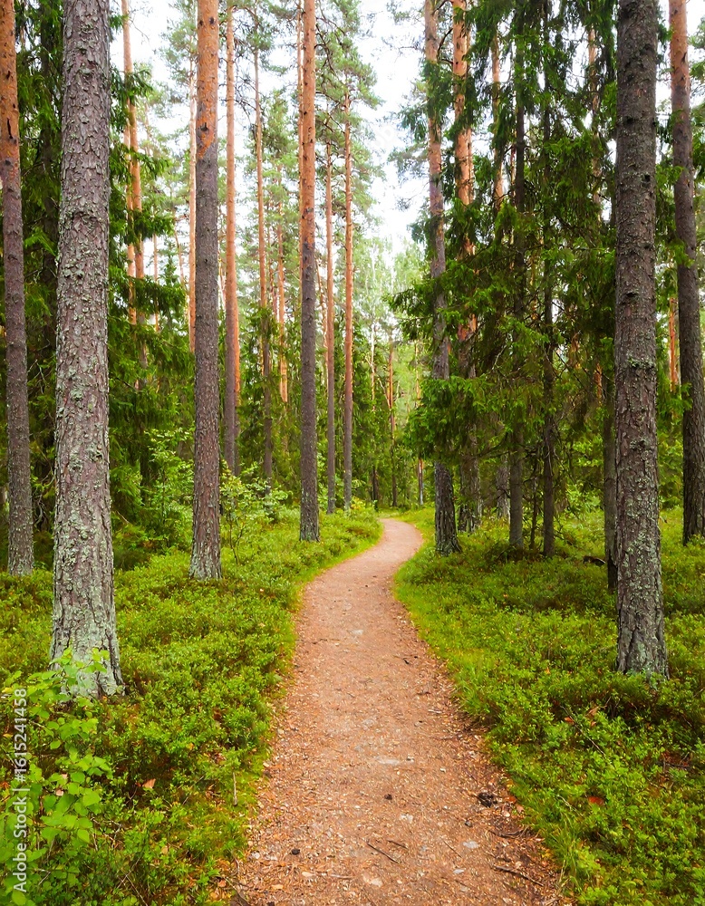 Fototapeta premium A path winds through a dense pine forest