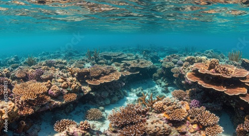 Wallpaper Mural Underwater panorama showcasing a vibrant coral reef ecosystem with clear blue water Torontodigital.ca