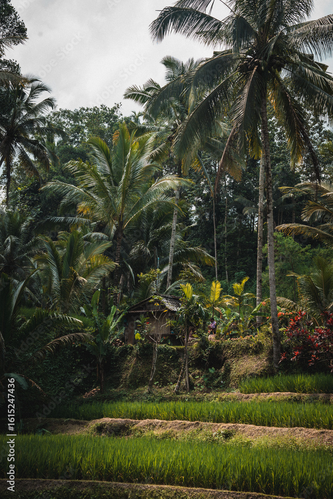 Fototapeta premium Dense Tropical Jungle in Bali