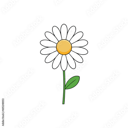 camomile on white background