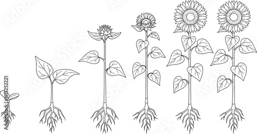 Sunflower growth stages botanical vector, from seedling to blooming flower, plant development diagram, flat CAD drawing scientific illustration