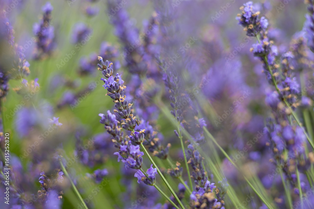 Naklejka premium Lavender flower close-up with soft focus in summer garden field creating a dreamy natural background in summer