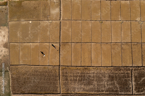 Aerial view of geometric patterns of salt farms create a textured landscape with earthy tones, punctuated by the shadows of grazing cattle, Teknaf, Chittagong Division, Bangladesh.