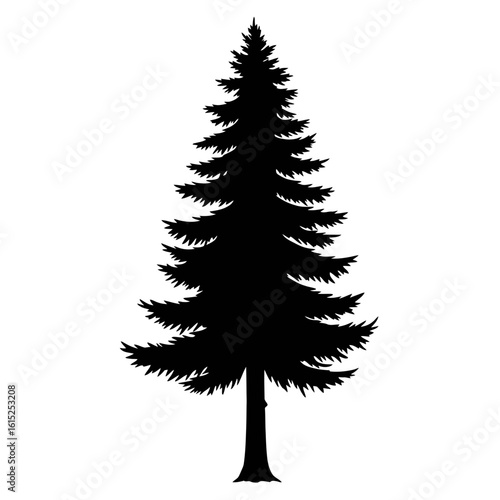 Silhouette of a tall pine tree with dense branches
