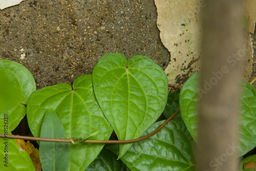 Betel leaf closeup. Green leaf. Nature background. Selective focus.