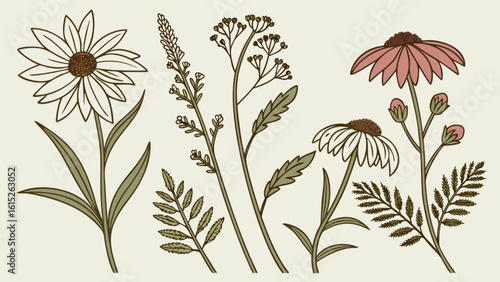Vintage botanical illustration of wildflowers and meadow plants clip art for nature lovers and designers
