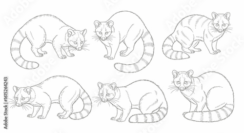 Six outlined illustrations of civets in various poses, including standing, sitting, and looking forward, against a white background.