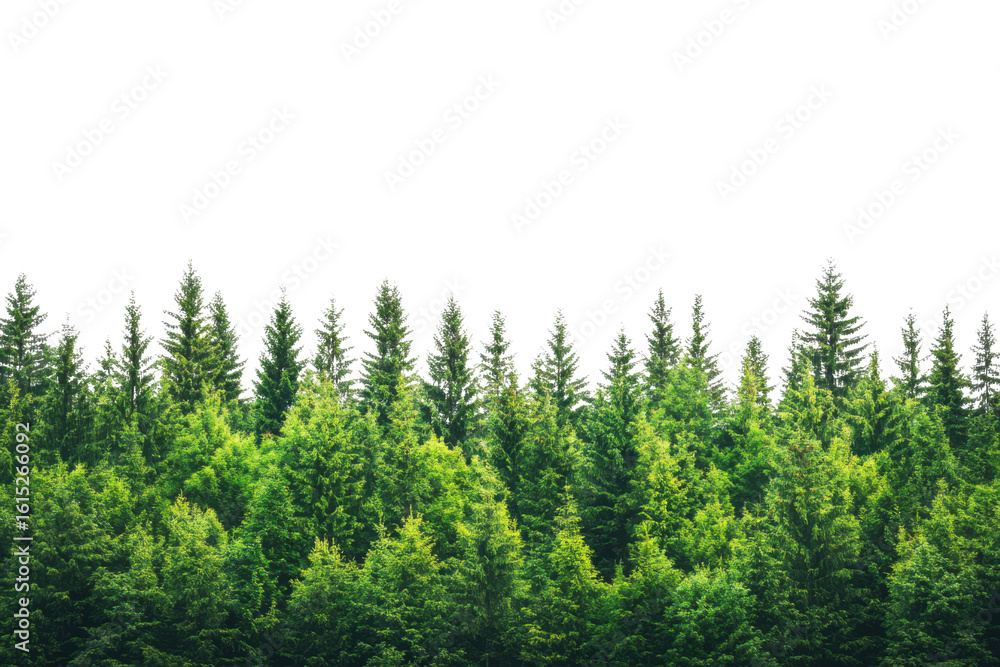 Fototapeta premium Dense evergreen forest canopy with varied tree heights isolated on transparent background
