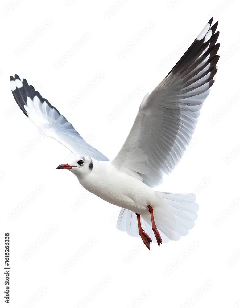 Obraz premium A seagull in flight against a white background (1)