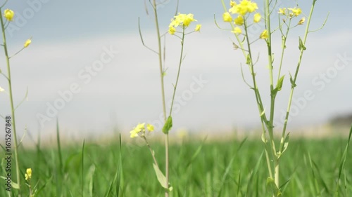 菜の花と草原スローモーション4K