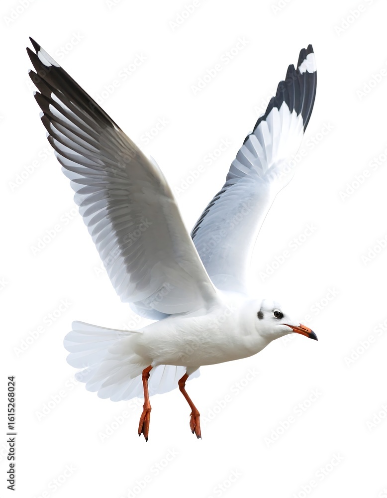 Fototapeta premium A seagull soaring in flight