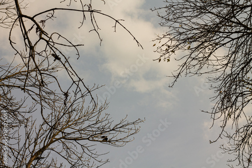 The branches of a tree without leaves on a background of the sky