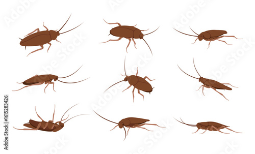 A set of cockroaches in different poses, highlighting their distinctive features and anatomy for projects related to insects and household pests