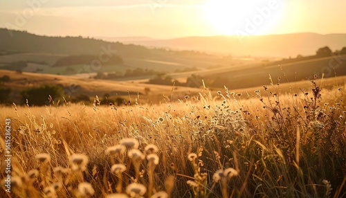 Fototapeta Naklejka Na Ścianę i Meble -  Late summer countryside with dry grass, fading wildflowers, and warm golden light, hinting the coming of fall.