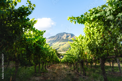Ein Weinberg mit Reihen von Rebstöcken, die zu einem majestätischen Berg unter blauem Himmel führen, in den südafrikanischen Winelands