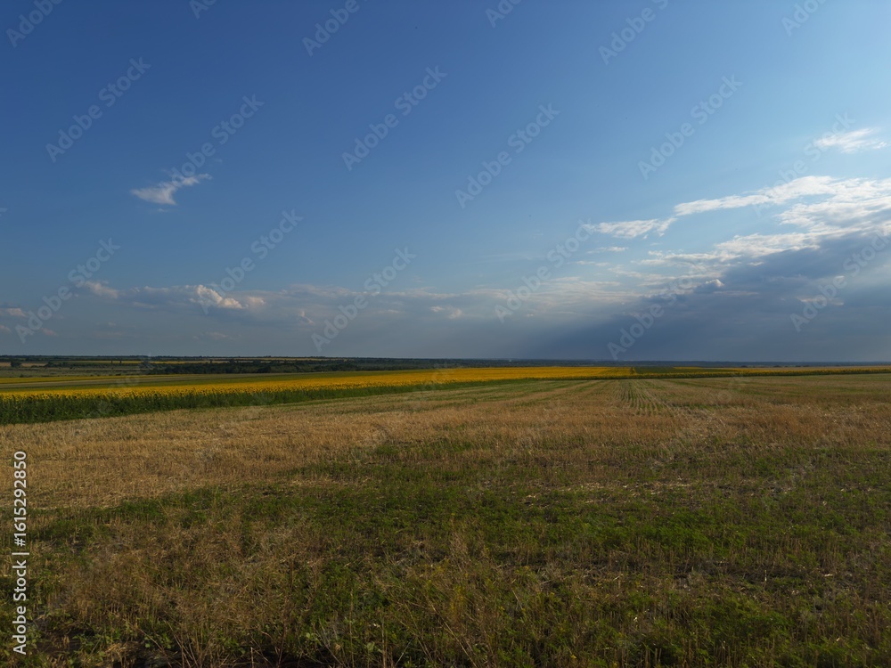 Obraz premium Endless verdant meadows under a pure blue sky, capturing the fresh and peaceful spirit of rural landscapes.