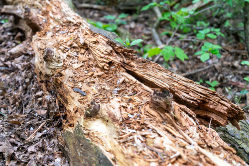 Decayed fallen tree in forest floor