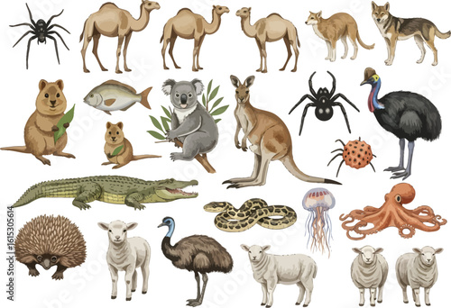 A diverse collection of australian animals and insects showcasing wildlife diversity and biodiversity