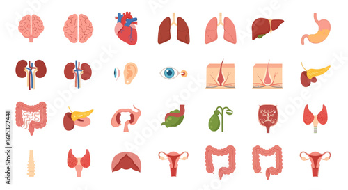Set of human internal organ icons. Flat vector illustrations for medical and biological education, showing the anatomy of major body systems.