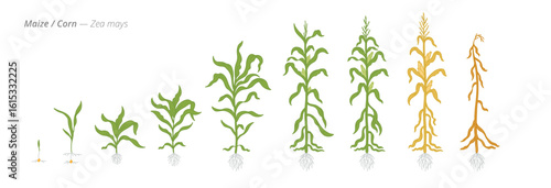 Maize corn growth stages from seeds to dried tops
