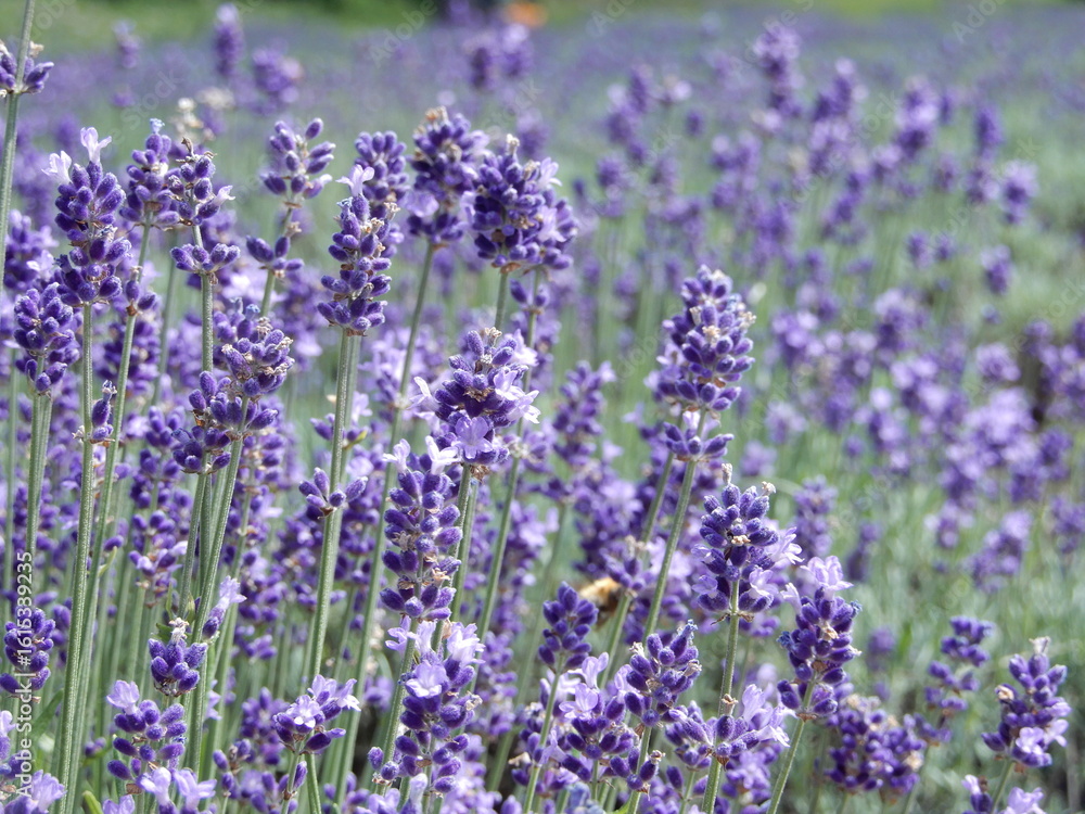 Naklejka premium こいむらさきのラベンダー畑