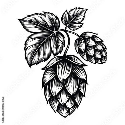 Black and white illustration of hop cones and leaves