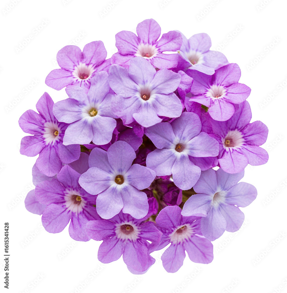 Obraz premium PNG Verbena flower flowers arrangement geranium.