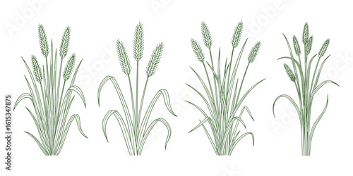Hand drawn botanical illustration of cattail plants isolated on white background.