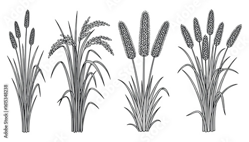Elegant Illustrations of Various Grain Plants in Black and White Detailed Drawing