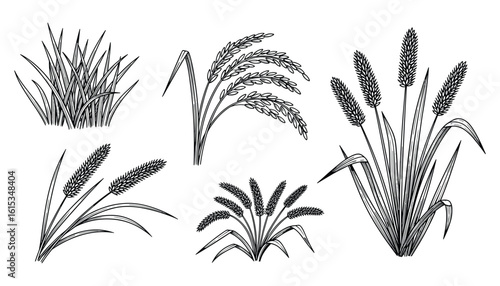 A Detailed Hand Drawn Vector Illustration of Various Grasses and Plant Spikes, Isolated
