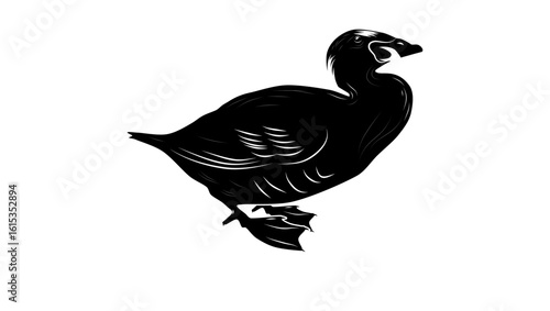 Surf Scoter bird, black isolated silhouette