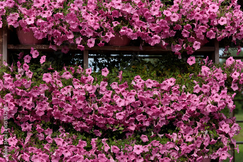 Wallpaper Mural A Vibrant Display of Pink Flowering Petunias in Full Bloom, Showcasing Their Lush Foliage and Bright Colors Offering a Stunning Visual for Garden Enthusiasts and Nature Lovers Alike Torontodigital.ca