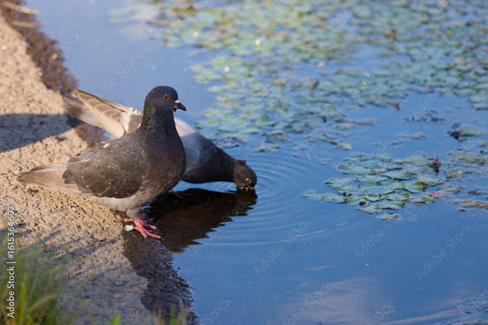 Fototapeta premium Two Pigeons Drinking Water by the Pond, Surrounded by Lush Green Lily Pads and Calm Reflections of the Blue Sky and Surroundings in the Peaceful Natural Habitat